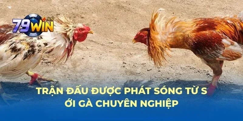 Trận đấu được phát sóng từ sới gà chuyên nghiệp